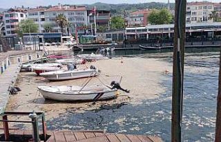 Karamürsel sahili müsilajla kaplandı