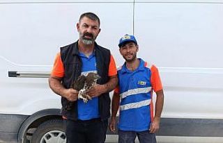 Karapınar’da yaralı kızıl şahine şefkat eli