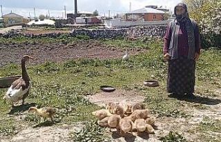 Kars’ta kaz, gram altınla yarışıyor