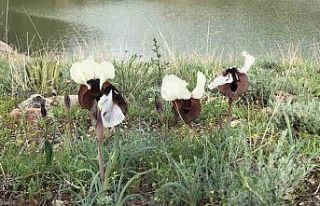 Kars’ta ‘kurt kulağı’ çiçeği göz kamaştırdı