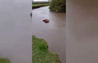 Kars’ta sel sularına kapılan büyükbaş hayvan...