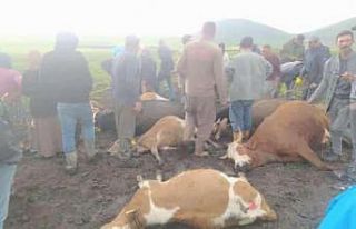 Kars’ta sürünün üzerine yıldırım düştü:...
