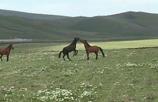 Kars’ta yılkı atlarının güreşi kamerada