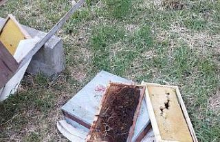 Kastamonu’da ayı 6 arı kovanını parçaladı