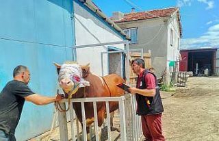 Kastamonu’dan İstanbul’a kurbanlık hayvan sevkiyatına...