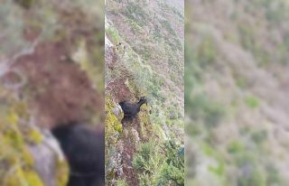 Kayalıklarda mahsur kalan keçiyi AFAD ekipleri kurtardı