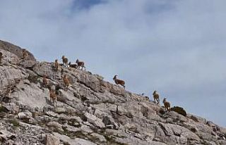 Kayalıkları mesken tutan yaban keçileri havadan...