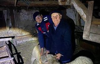 Kayıp hayvanları jandarma buldu