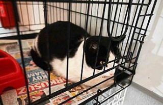 Kemer Barınağında Nisan ayında 210 hayvan kısırlaştırıldı