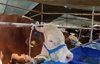 Kepez’de 2 noktada canlı hayvan pazarı kuruldu