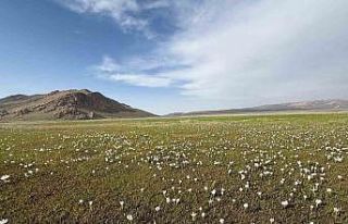 Keşiş Gölü kardelenlerle bezendi