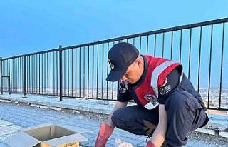 Kilis’te 4 kartal yavrusu yol kenarında bulundu