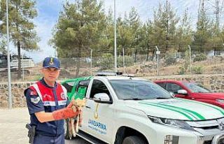 Kilis’te yaralı halde bulunan tilki koruma altına...
