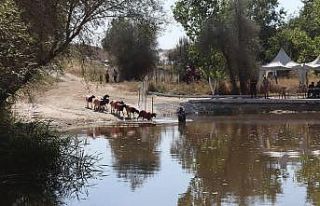 Kınalı koçlar bu yıl sudan daha erken karşıya...