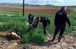 Kırıkkale’de bataklığa saplanan ineği itfaiye...