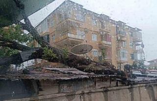 Kırıkkale’de fırtına ağacı devirdi