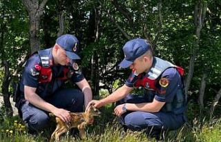 Kırklareli’nde yavru karaca koruma altına alındı