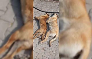 Kırşehir’de hayvan katliamı iddiası