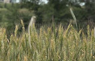 Kış aylarındaki kuraklık Trakya’da buğdayları...
