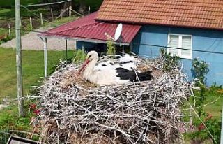 Kızılırmak Deltası’nda görsel şölen: Leylekler,...