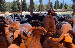 Kocaeli’de kurbanlıklar görücüye çıkmaya başladı