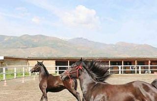 Koçaker, atlı spor kulübünde incelemelerde bulundu