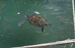 Kolay beslenmeye alışan deniz kaplumbağaları balıkçı...