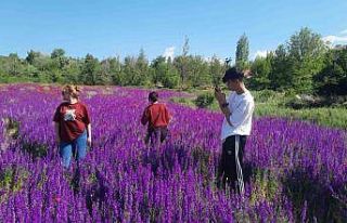Konya Bozkır’da renk cümbüşü