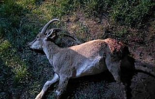 Konya’da koruma altındaki yaban keçisini avlayan...