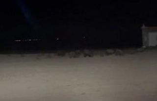 Konya’da tarım alanlarında domuz nöbeti