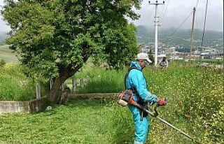 Körfez’de yabani otlarla mücadele sürüyor