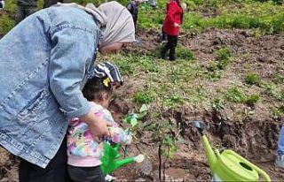 Koruyucu aileler adına 250 ıhlamur fidanı toprakla...