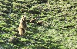 Köye yaklaşan bozayı ile 2 yavrusunu zarar görmemeleri...