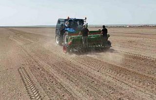 Kulu’da kenevir ekimi başladı