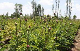 Kuraklığa direnen güzelliğin ilk hasadına başlandı