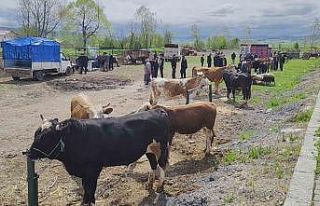 Kurbanlar pazara girdi