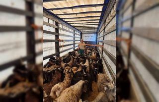 Kurbanlık denetimleri başladı