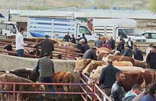 Kurbanlıklar görücüye çıktı