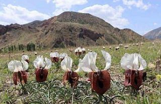 Kurt kulağı çiçekleri açtı