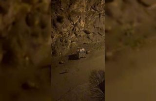 Kurt sürüsü ilçe merkezine indi