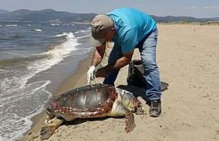 Kuşadası’nda deniz kaplumbağası kıyıya vurdu
