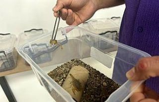 Kuşadası’nda sarı akrep ve zehir üretim tesisi...