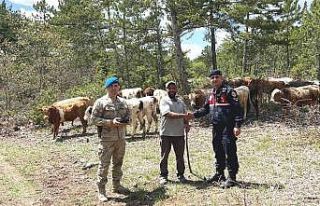 Kütahya’da kayıp büyükbaş hayvanlar dronla...