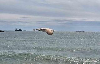 Limana hapsoldular: 5 gündür çıkamıyorlar