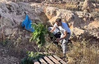 Mağaradan kenevir bitkisi çıktı