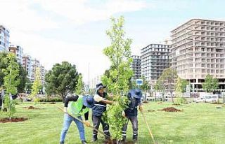 Mahabad Bulvarında peyzaj çalışmaları devam ediyor