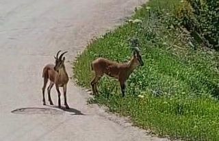 Malatya’da, yaban keçileri kayısı bahçesine...