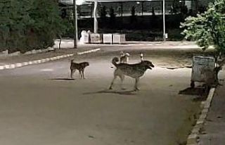 Malkara OSB’de gece saatlerinde toplanan köpekler...