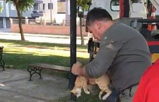Manisa’da ağaçta mahsur kalan kedi kurtarıldı
