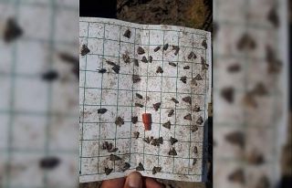 Manisa’da meyve üreticilerine ‘iç kurdu’ uyarısı